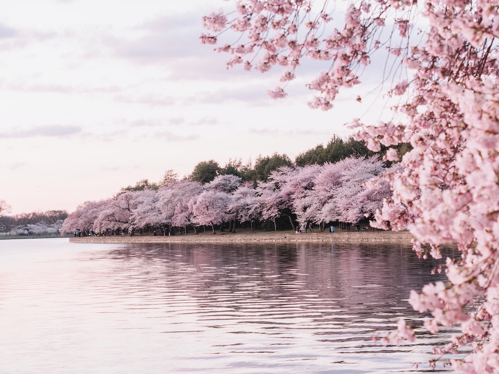 桜の開花600度の法則と桜の開花400度の法則の違いとは?