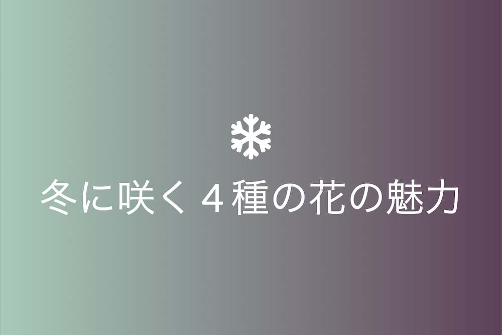 冬の花々の魅力：黄梅、蝋梅、水仙、山茶花の深い物語